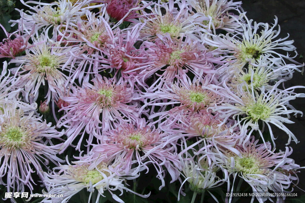 菊花 