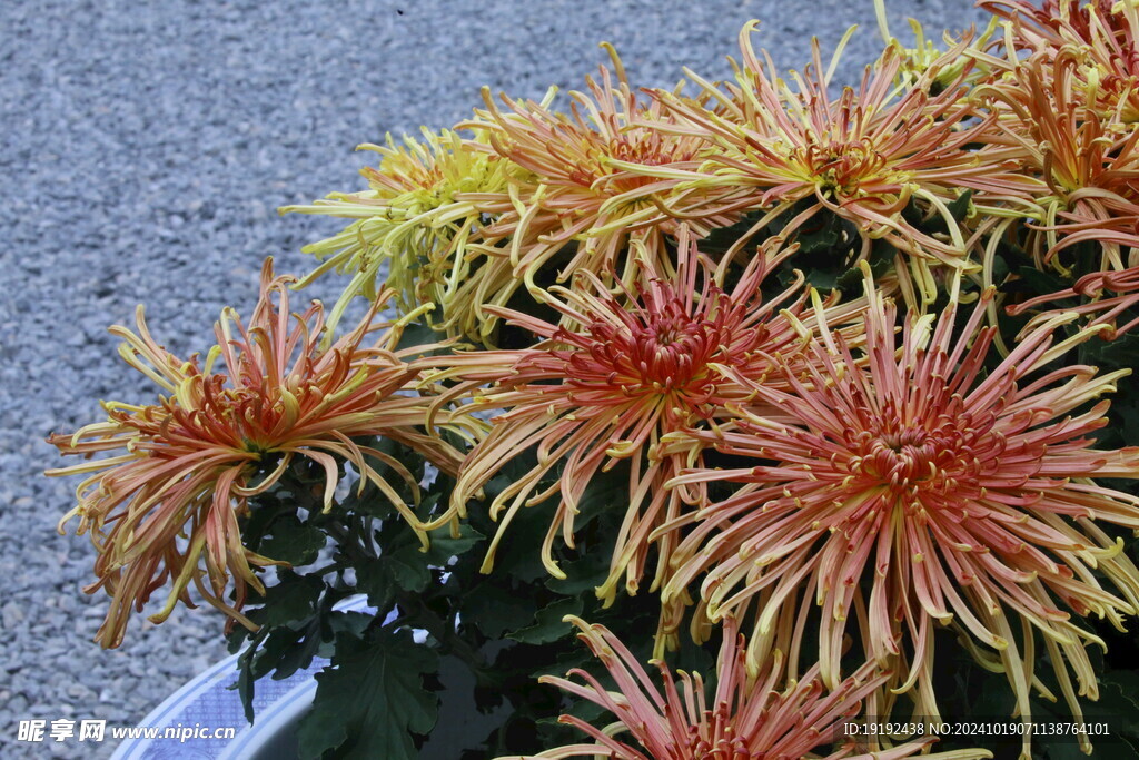 菊花  