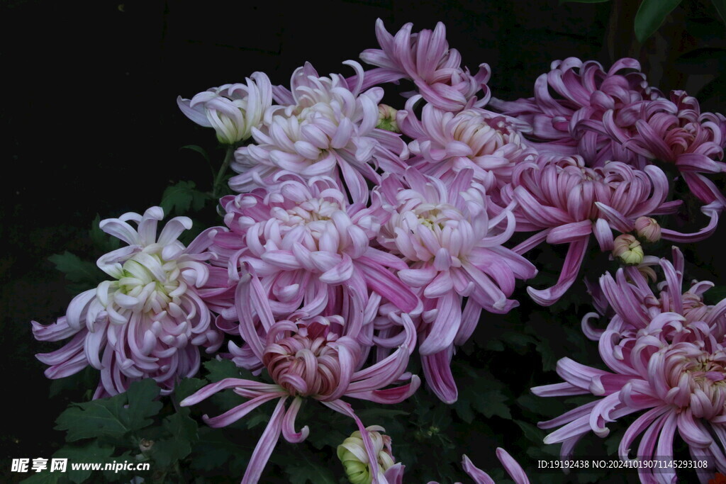 菊花  
