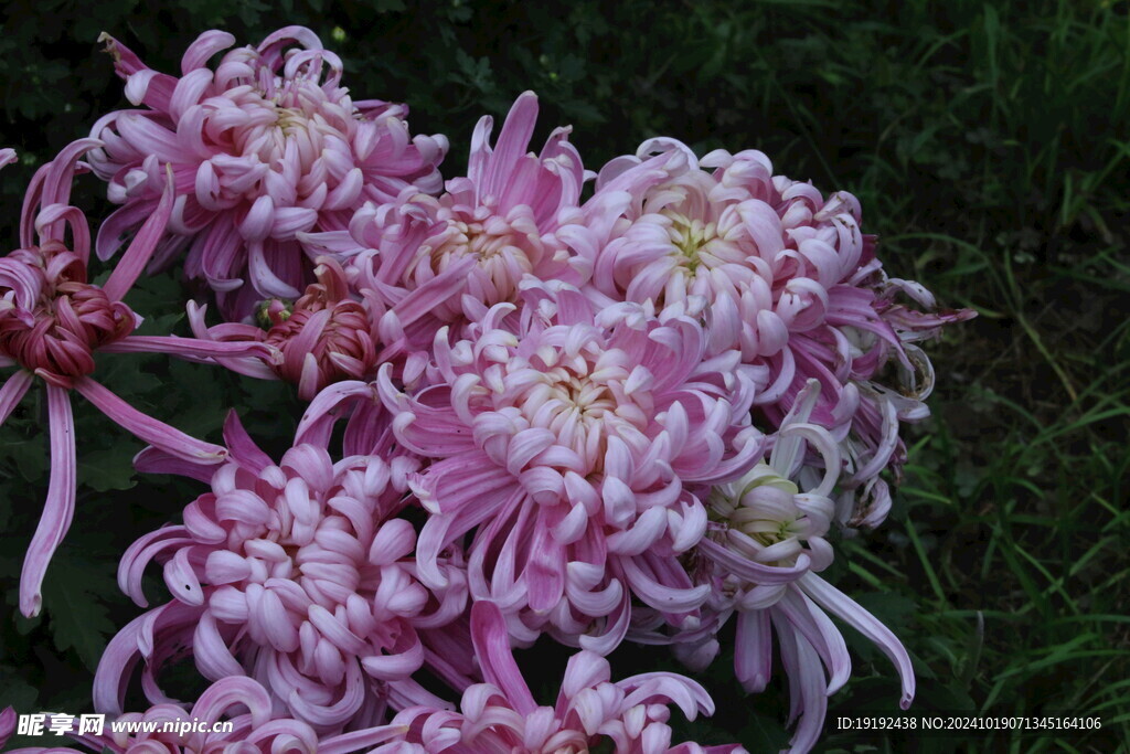 菊花 