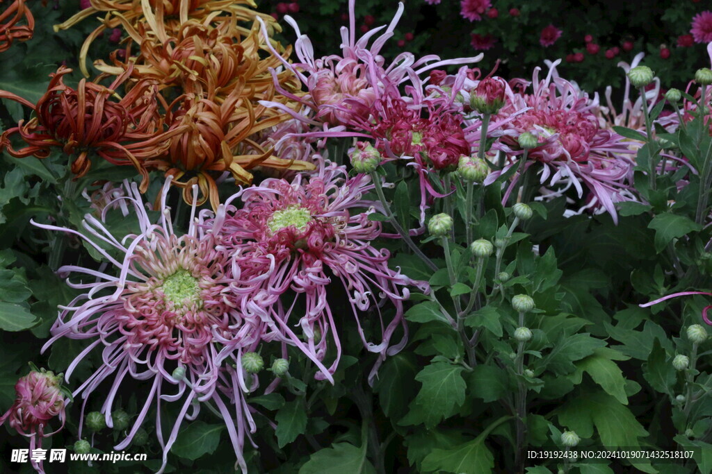 菊花  