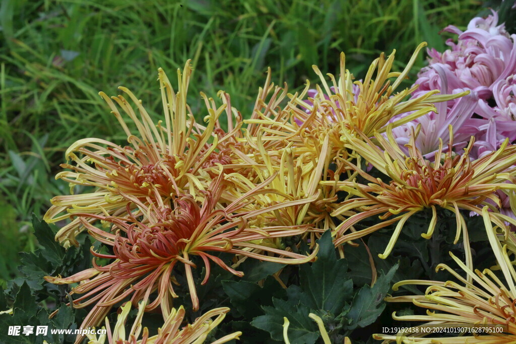 菊花  