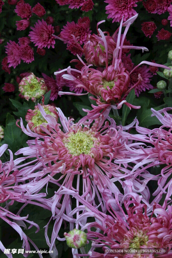 菊花 