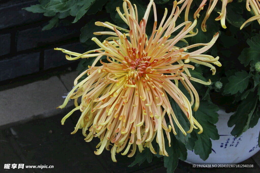 菊花  