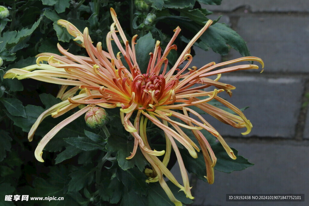 菊花 