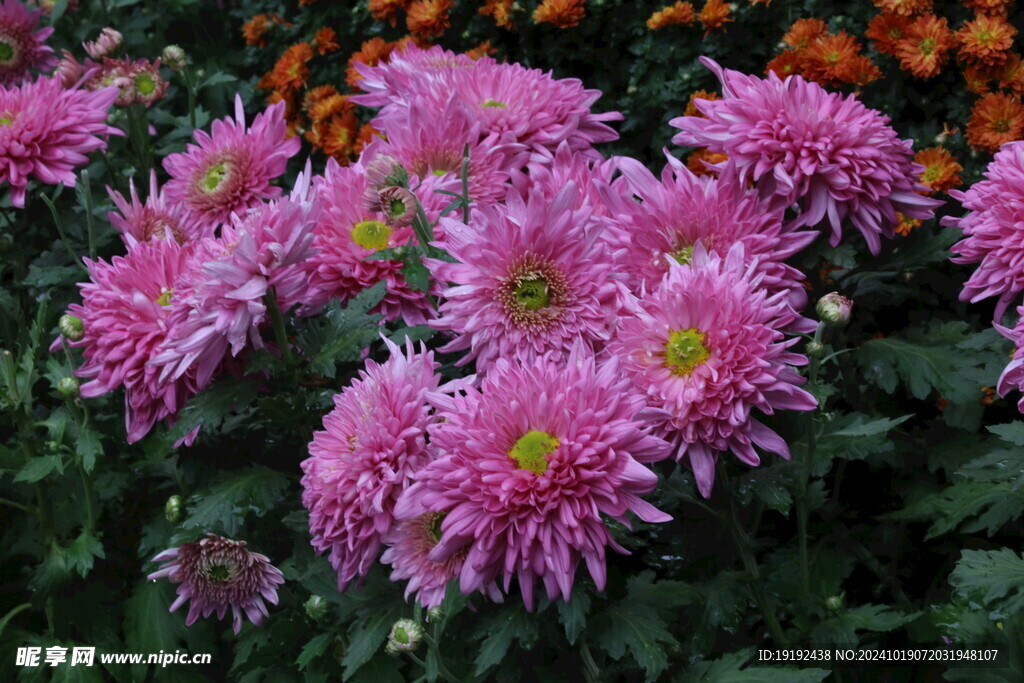 菊花 