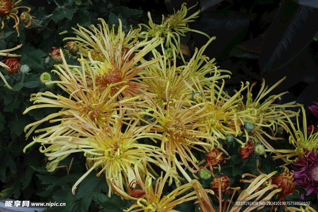 菊花  