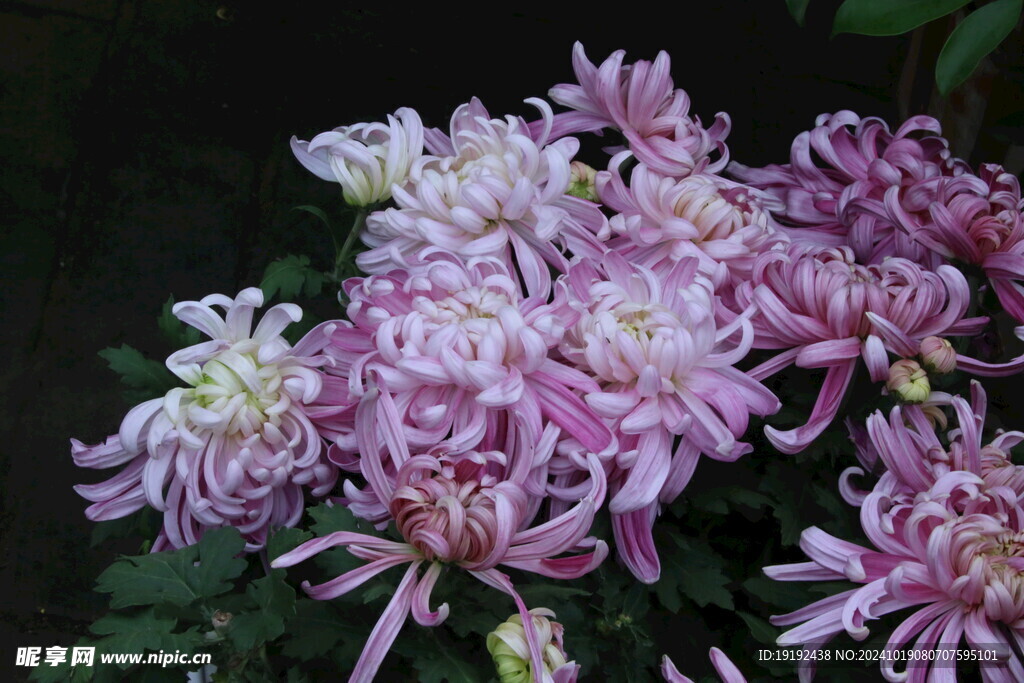 菊花 