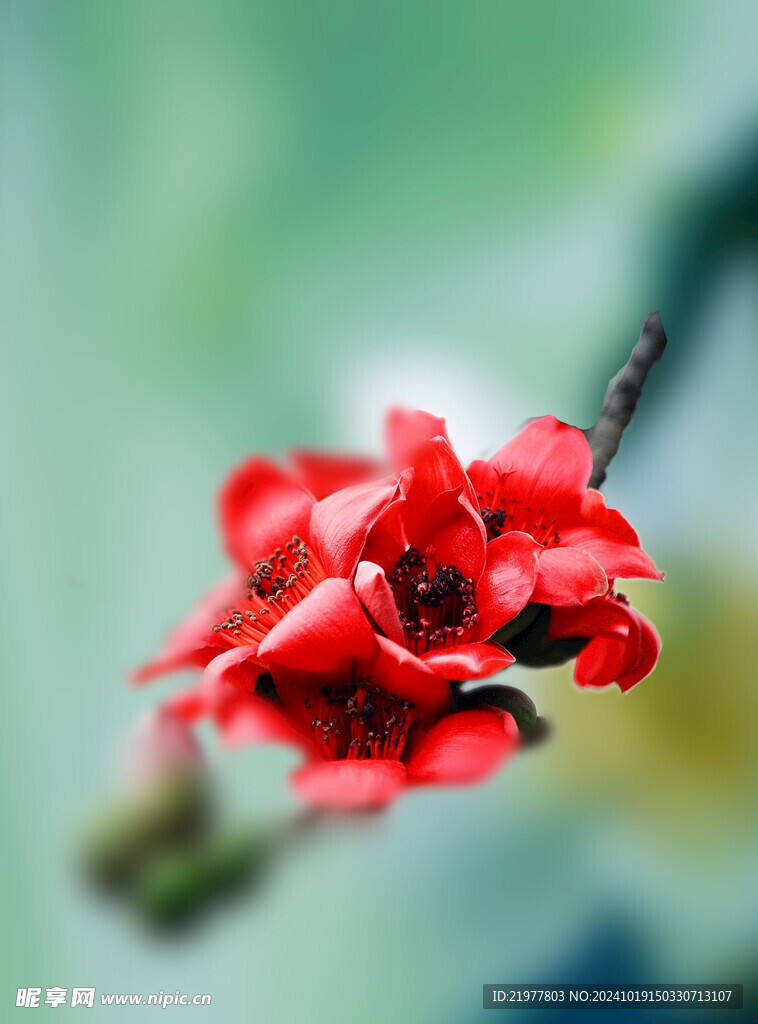 木棉花