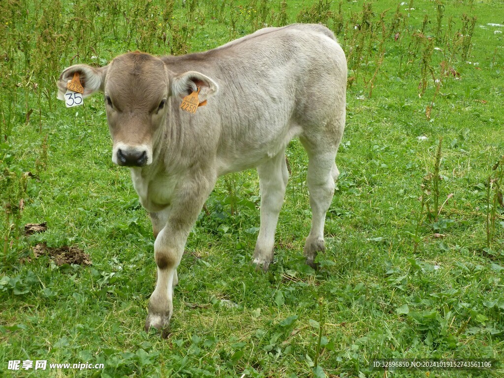 牛