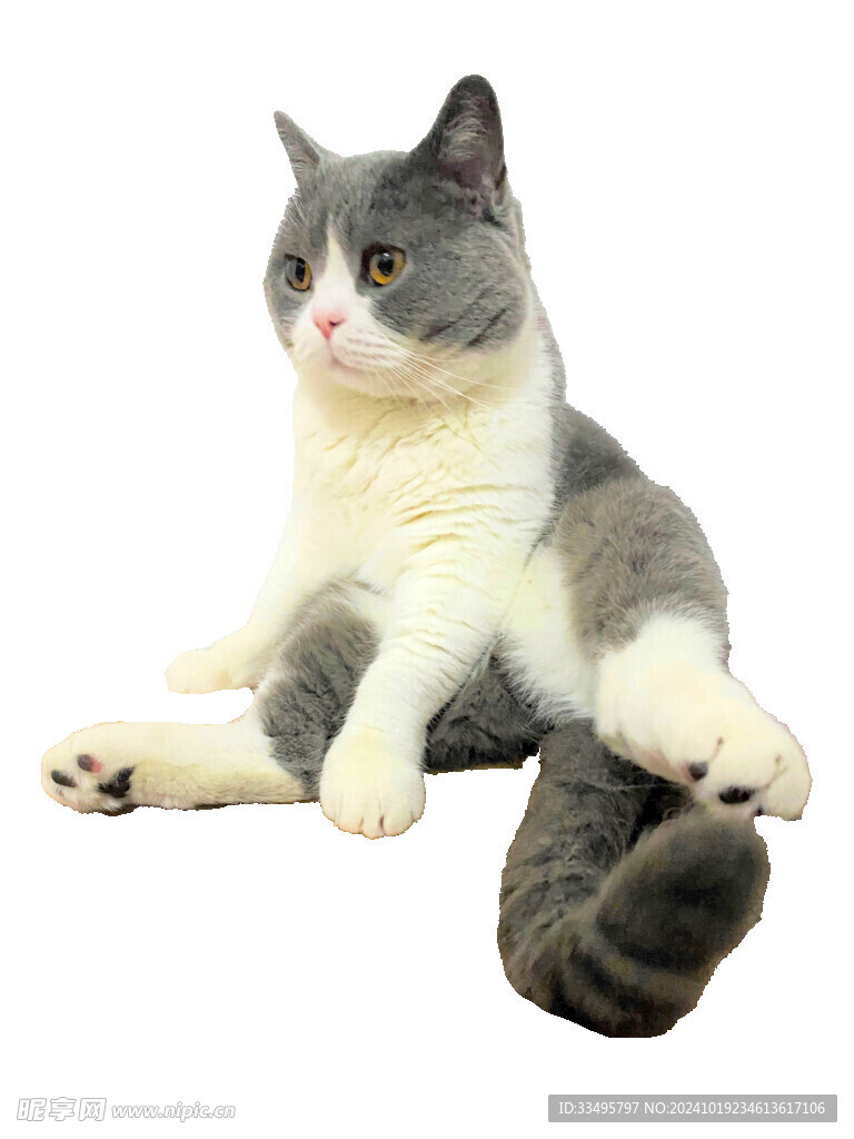 免扣猫咪