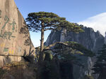 黄山松