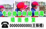 专业墙体除碱 除霉