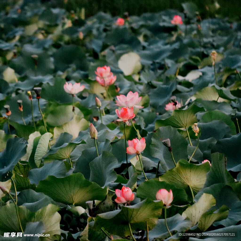 荷花