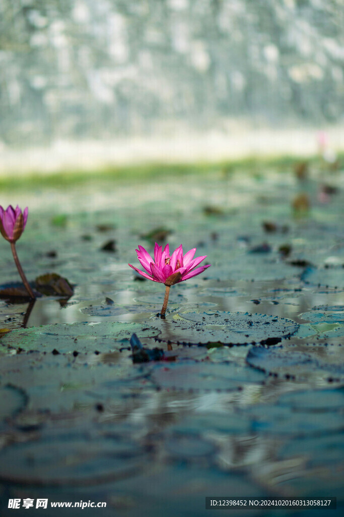 荷花