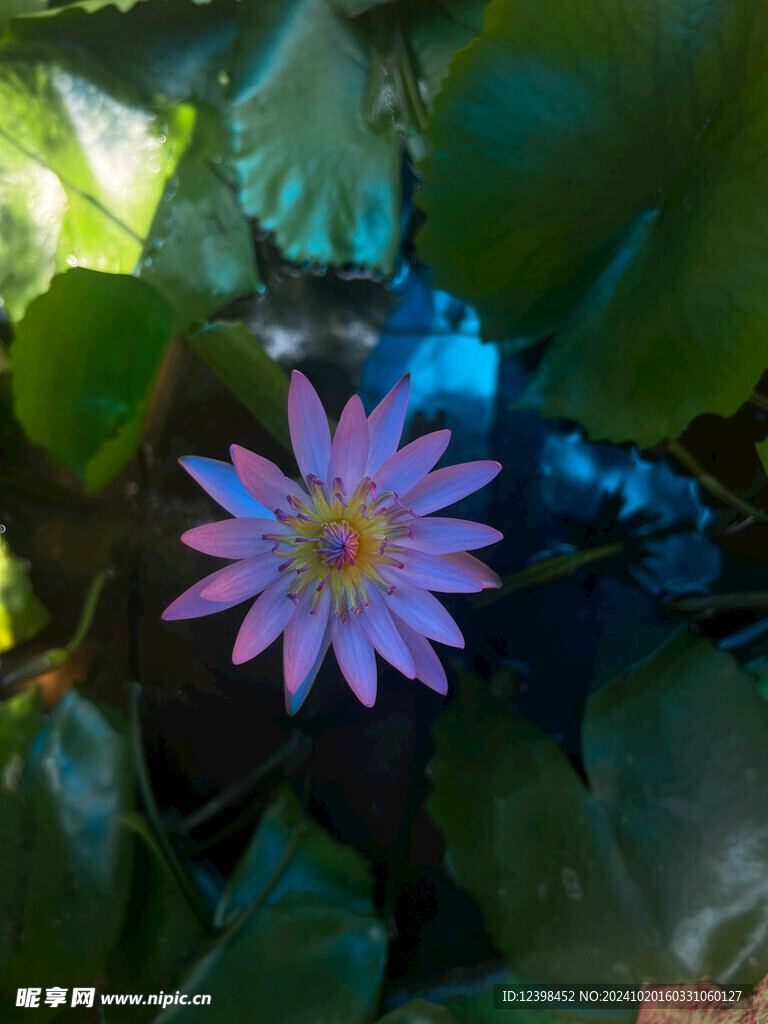 荷花