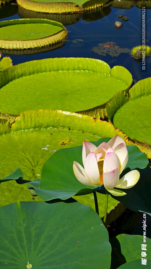 荷花