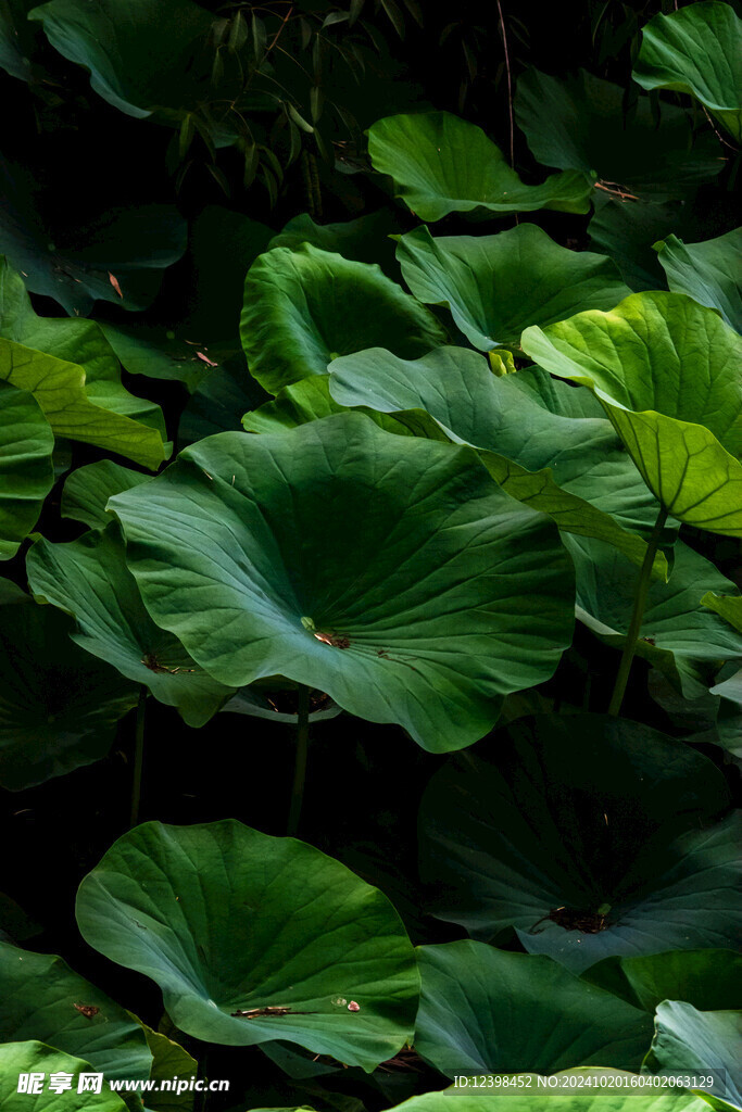 荷花