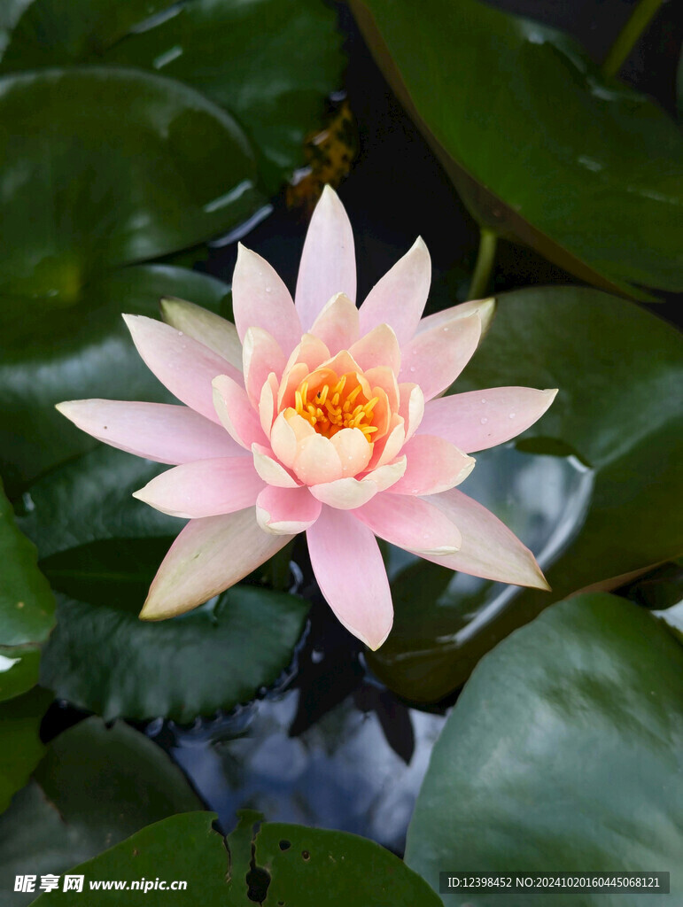 荷花
