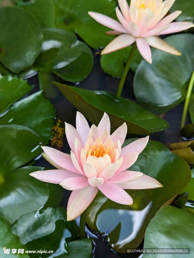 荷花