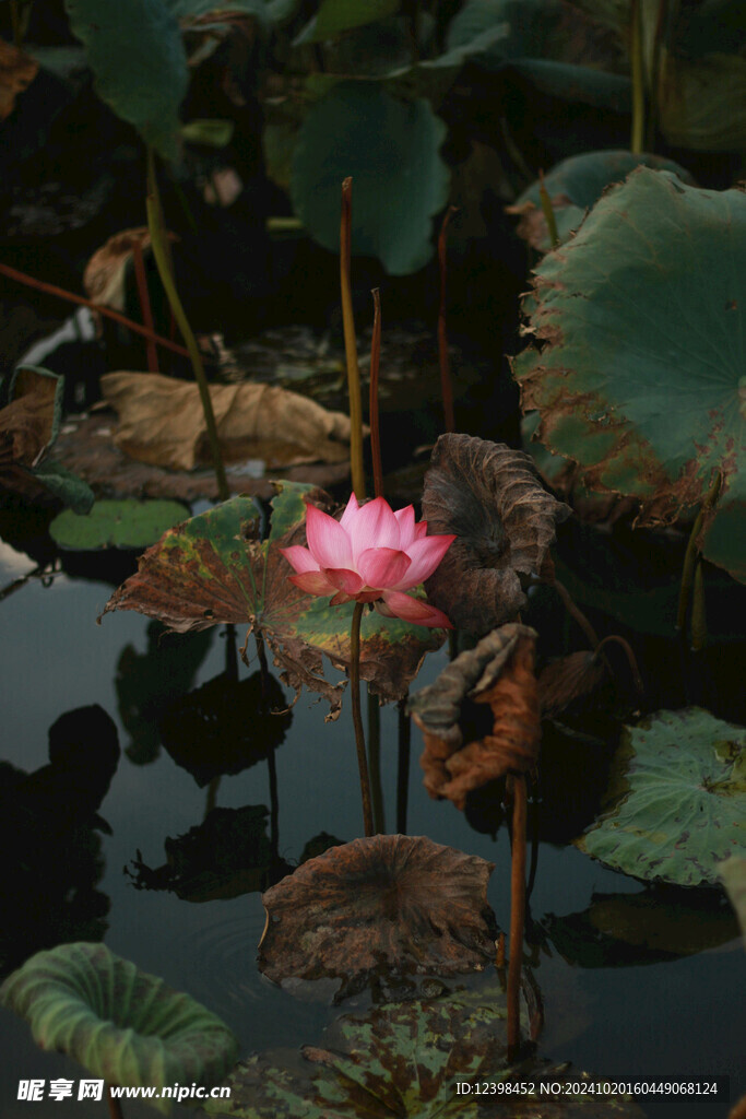 荷花