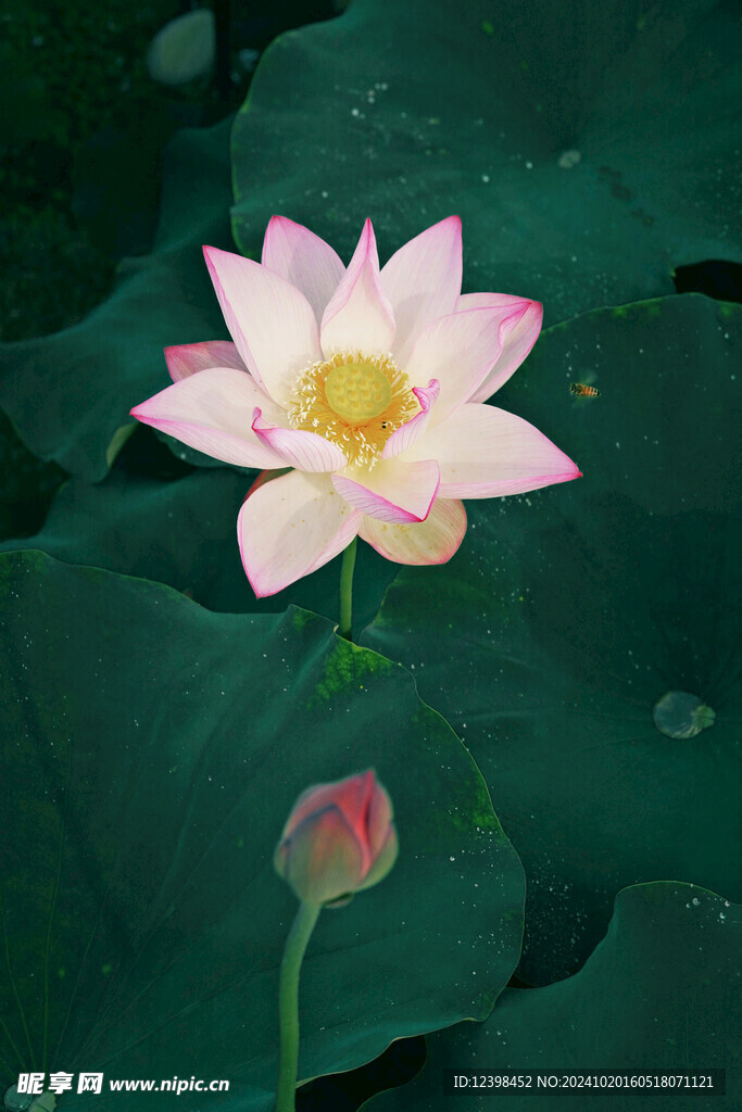 荷花