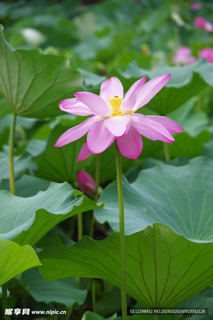 荷花