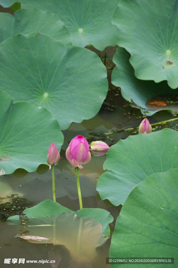 荷花