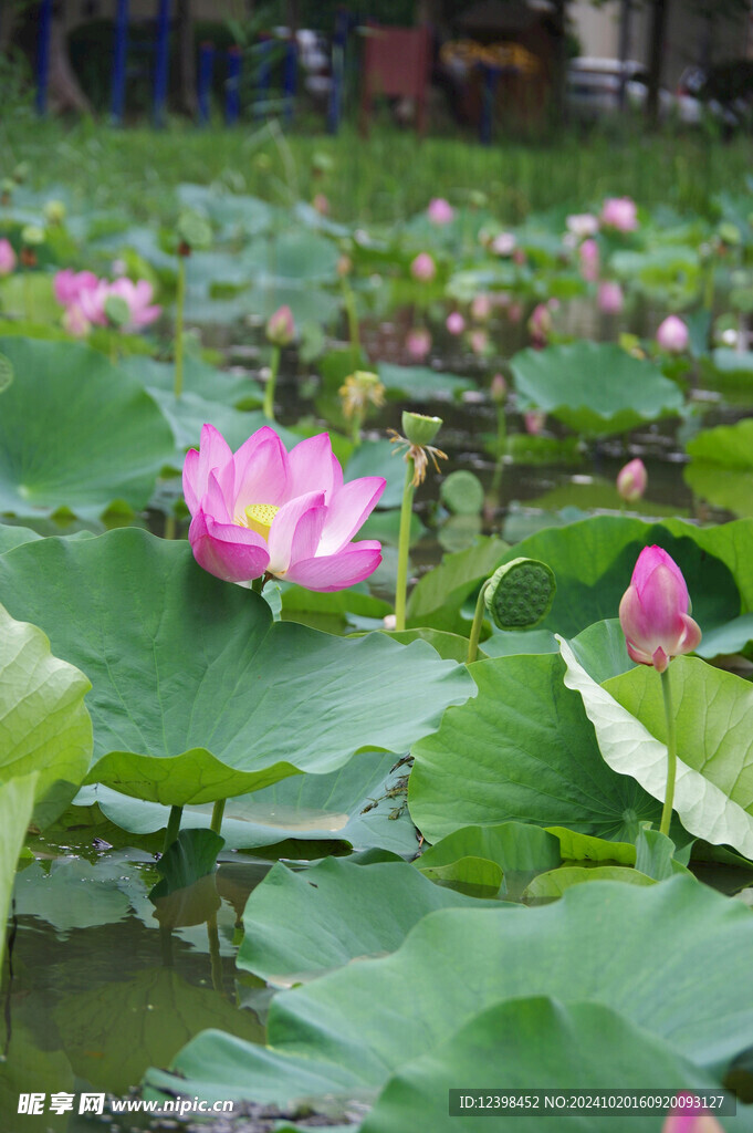 荷花