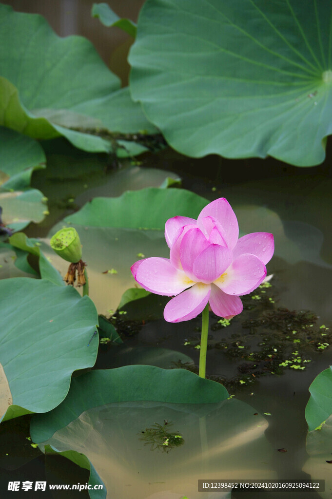 荷花