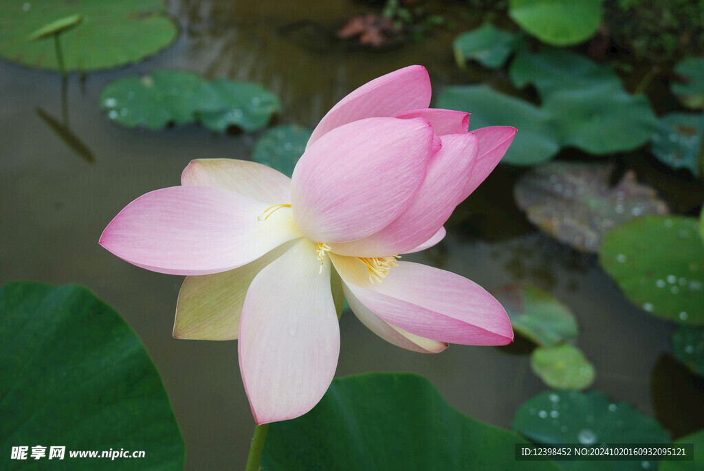 荷花
