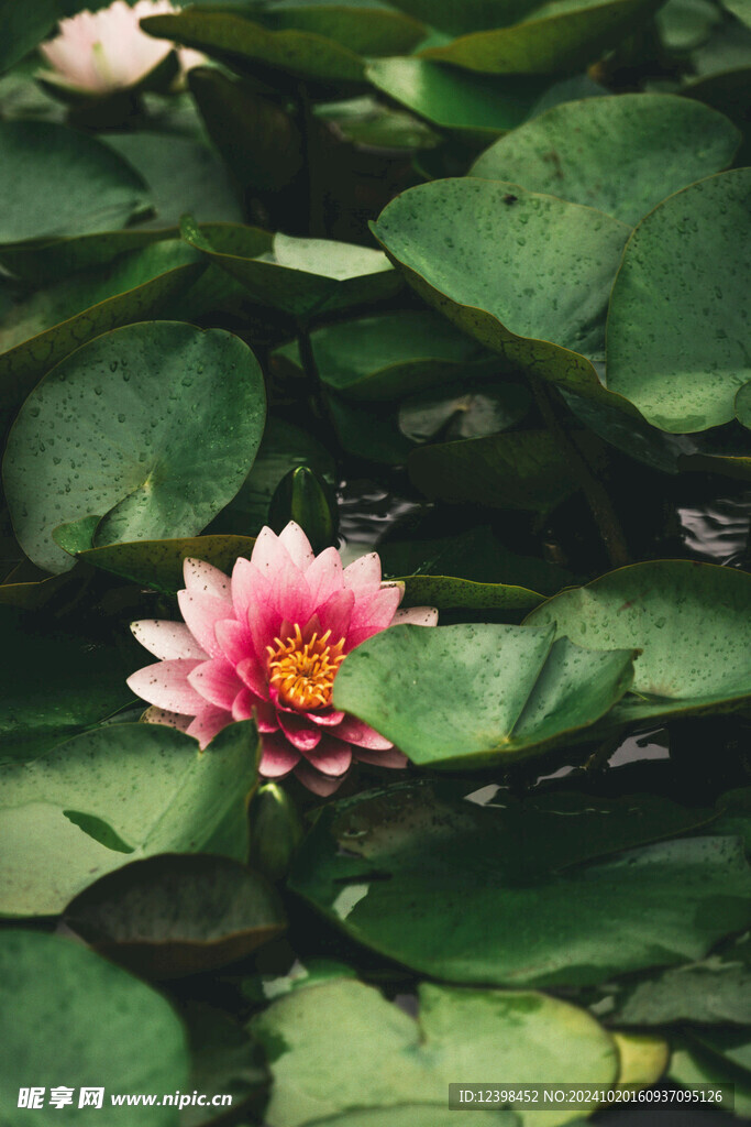 荷花