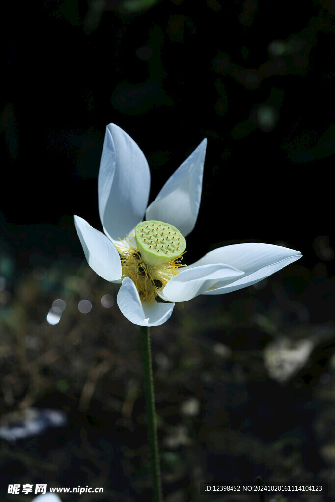 荷花