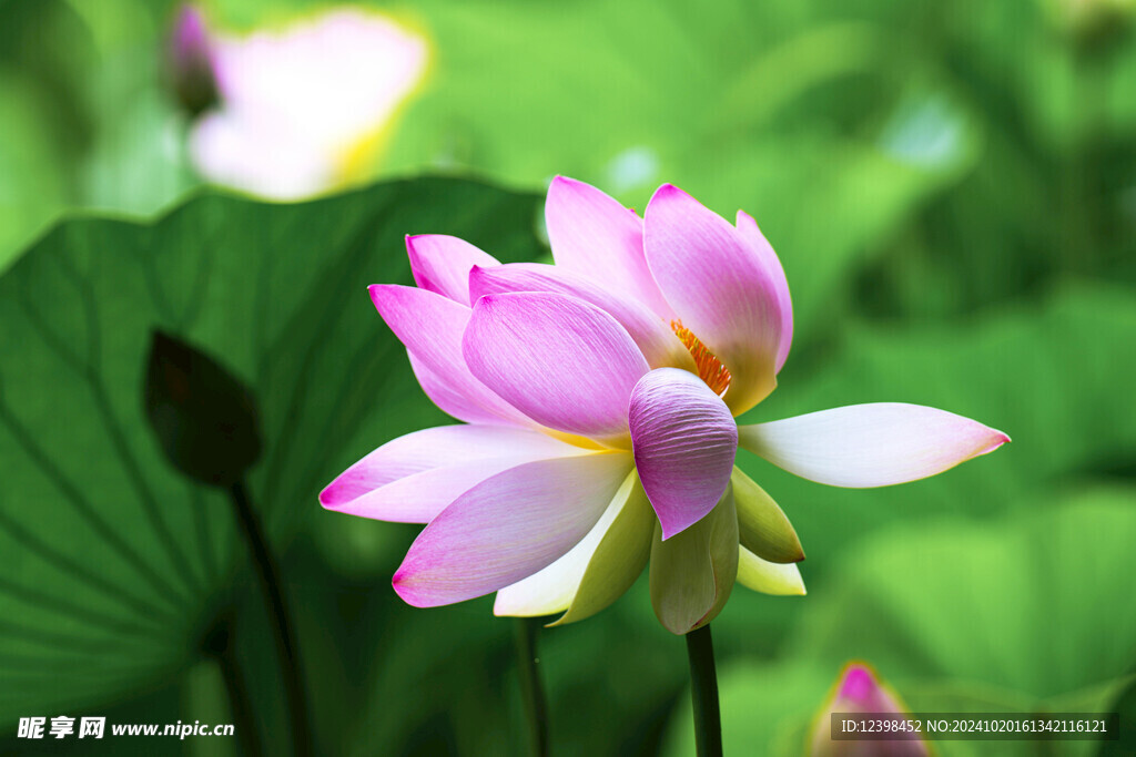 荷花
