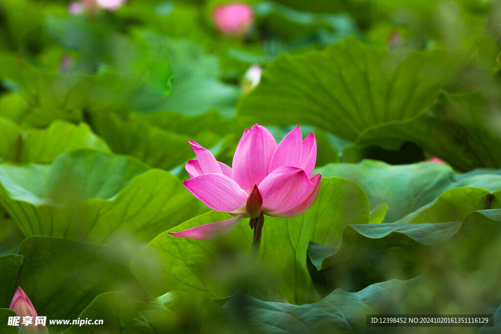 荷花