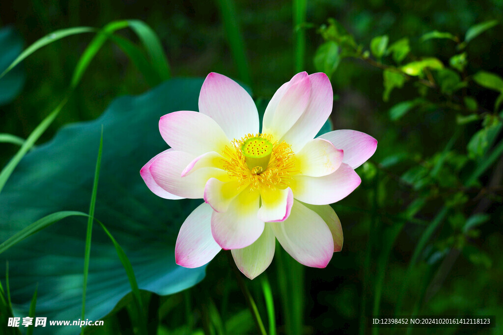 荷花