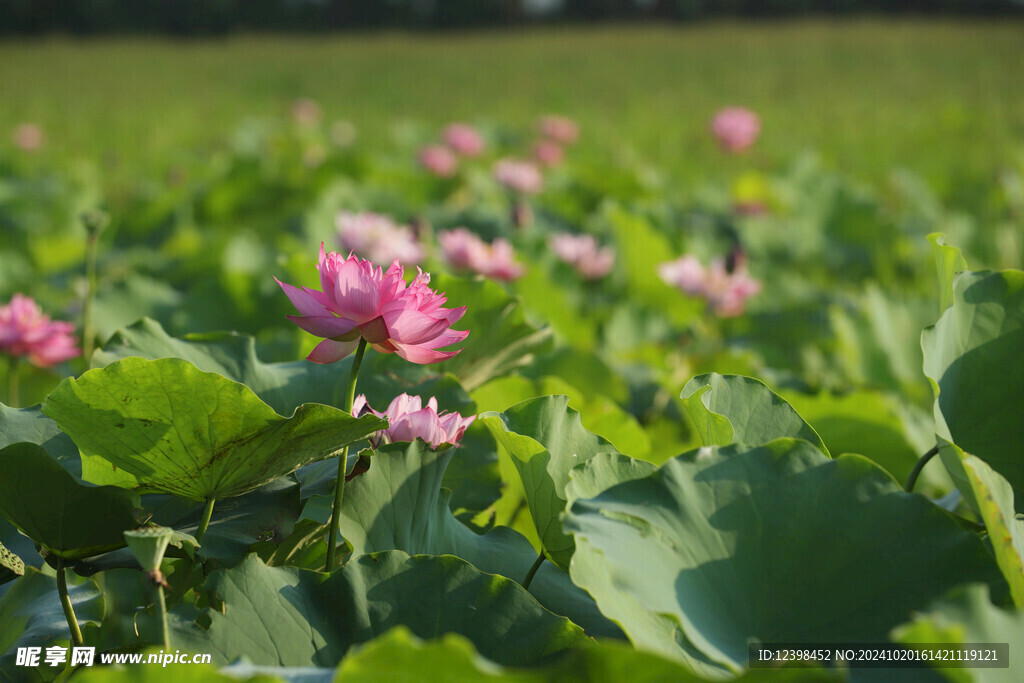 荷花