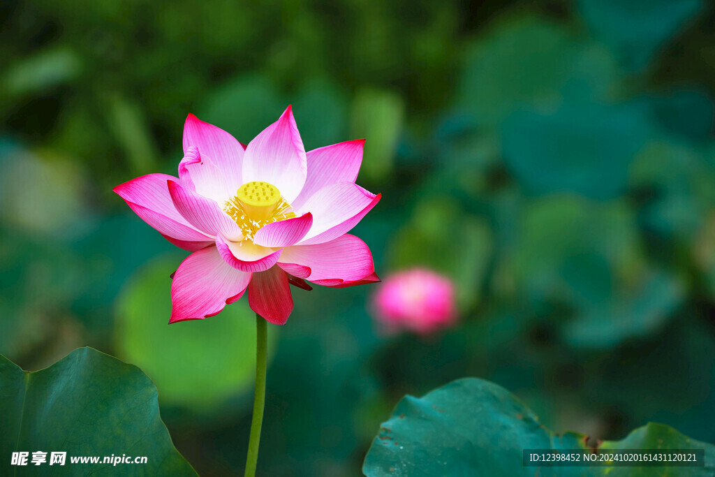 荷花