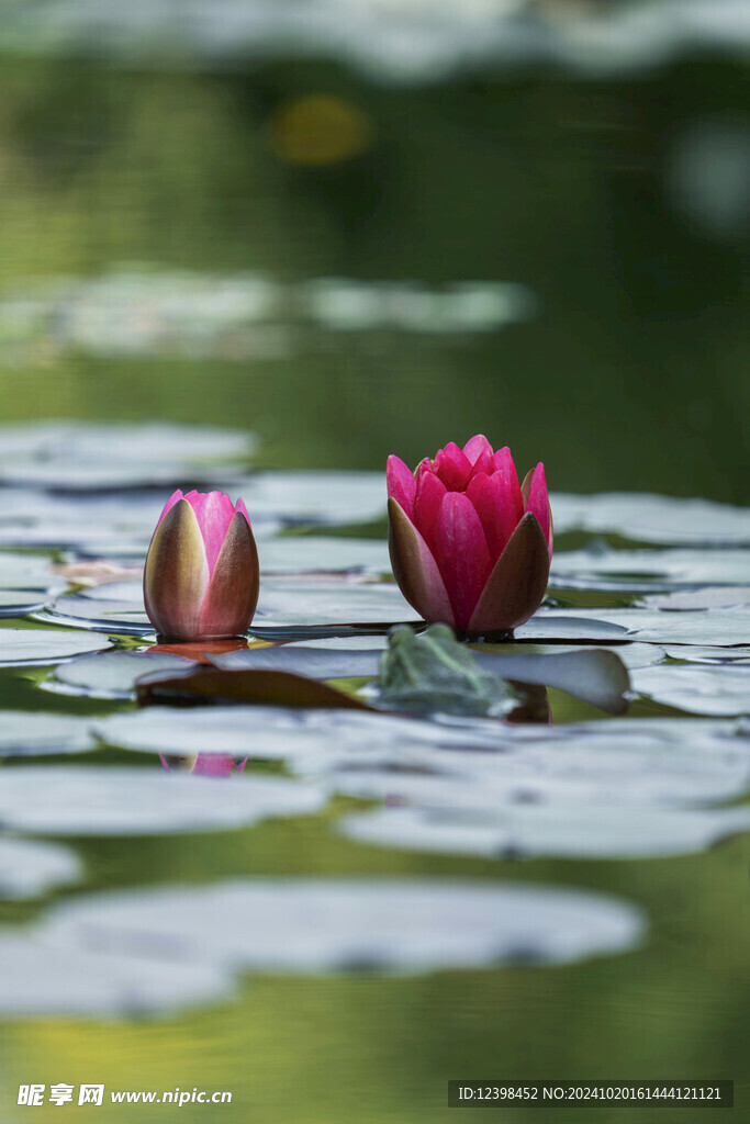 荷花
