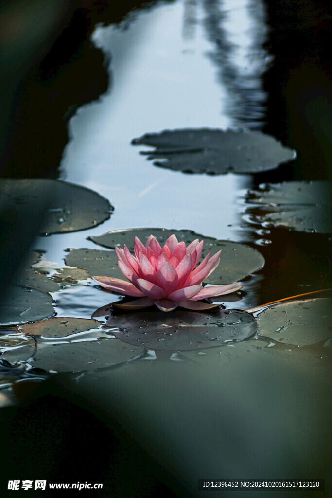 荷花