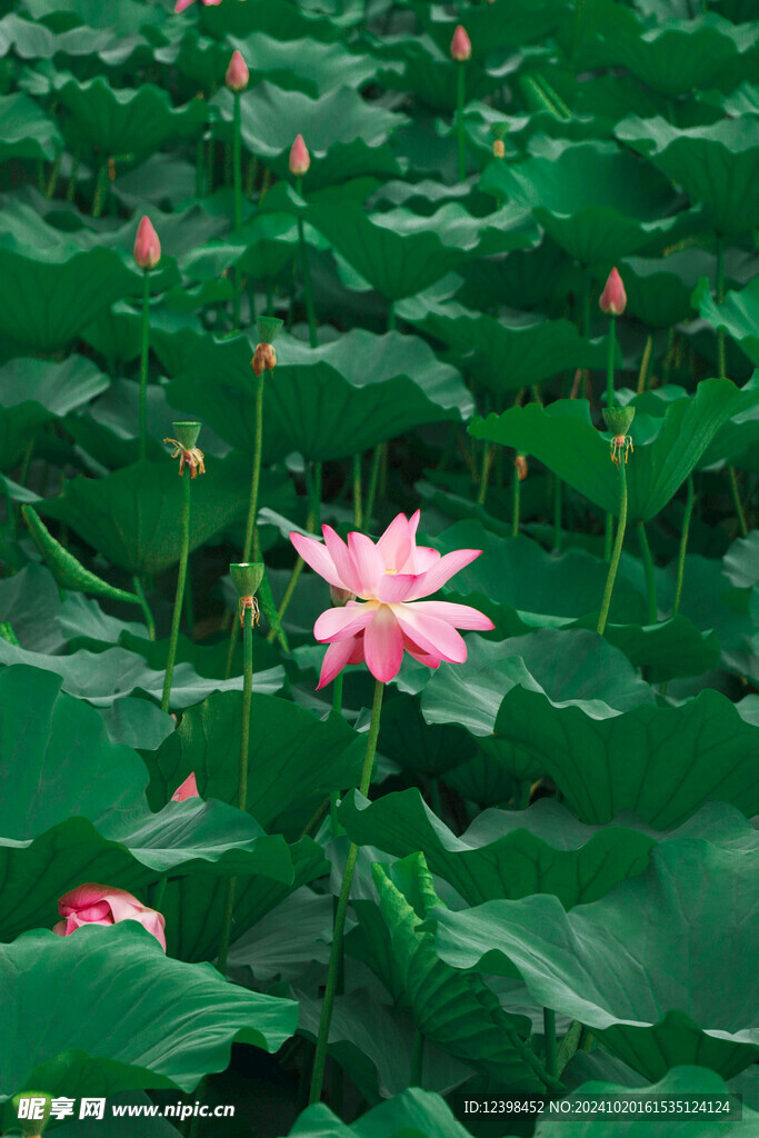 荷花