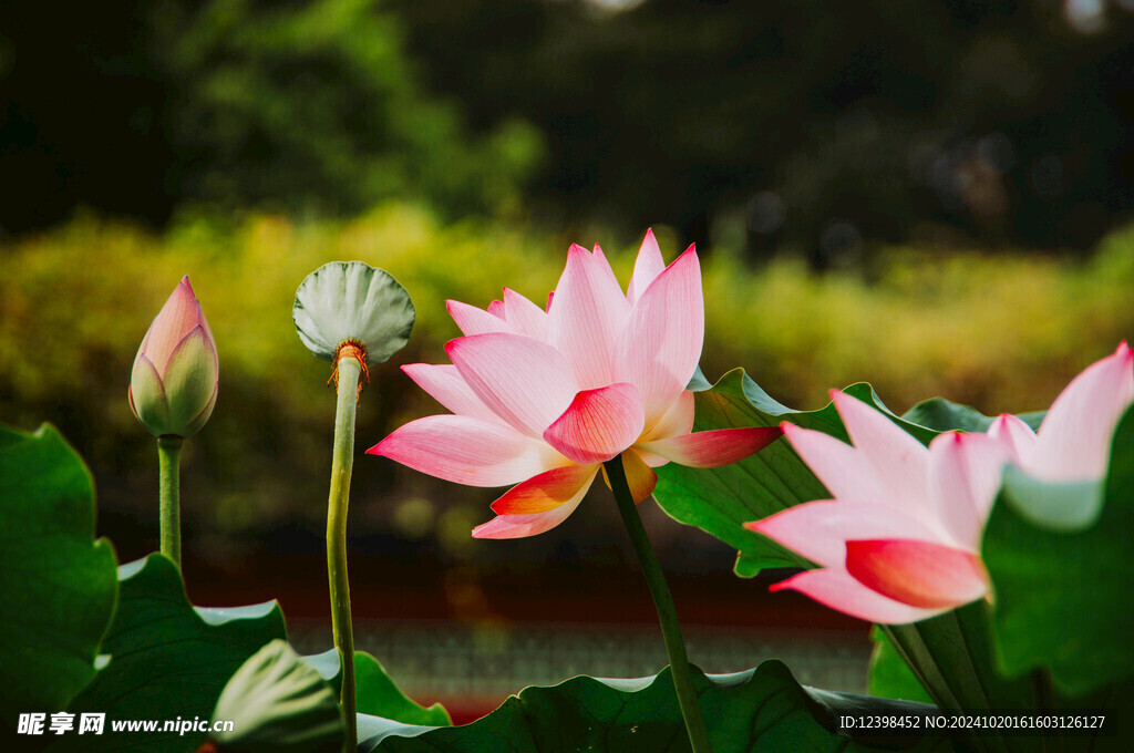 荷花