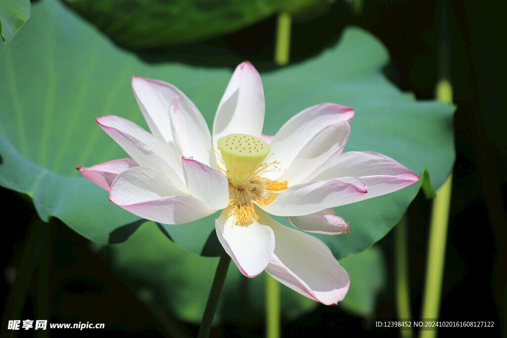 荷花