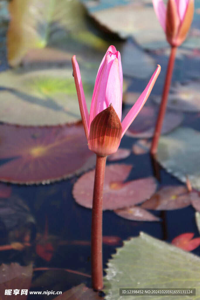 荷花