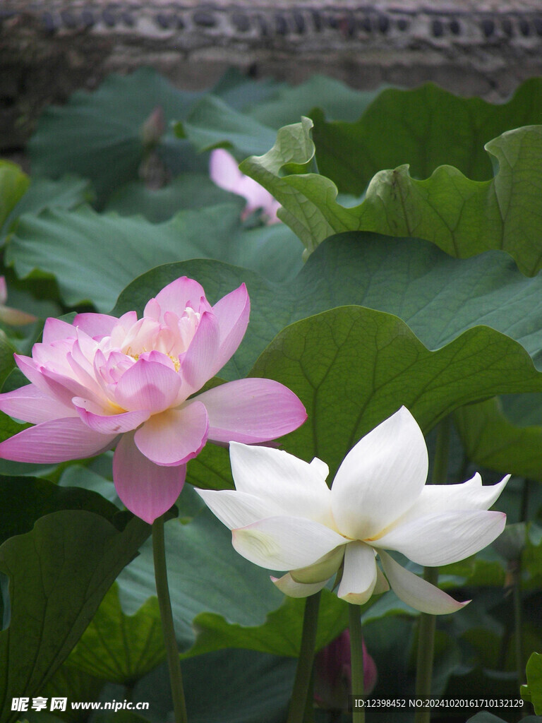 荷花