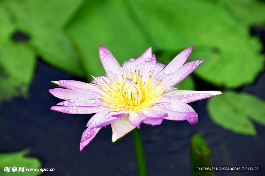 荷花