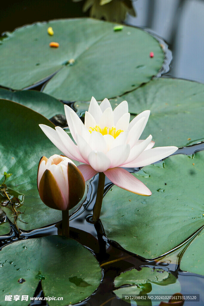 荷花