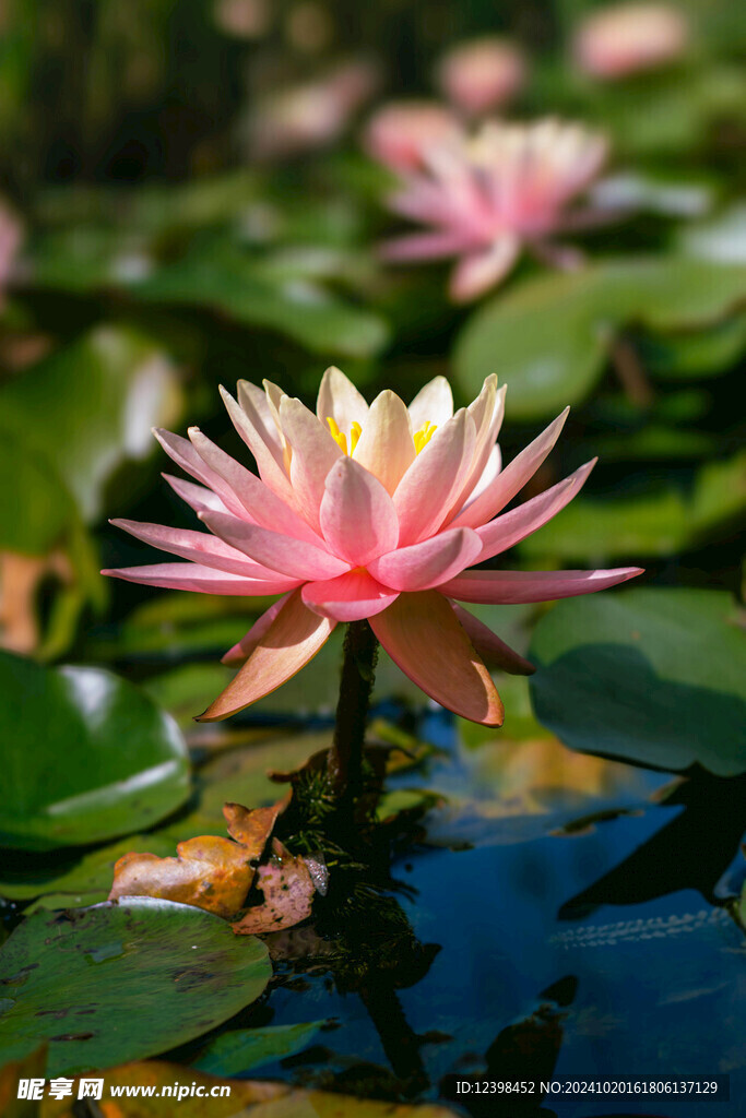 荷花