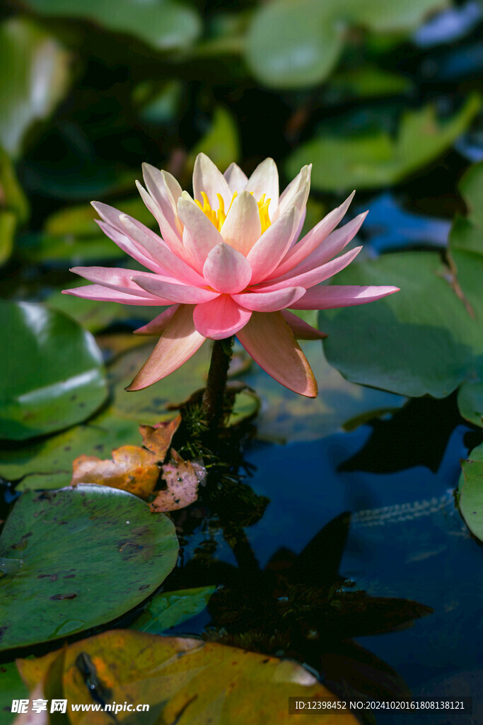 荷花
