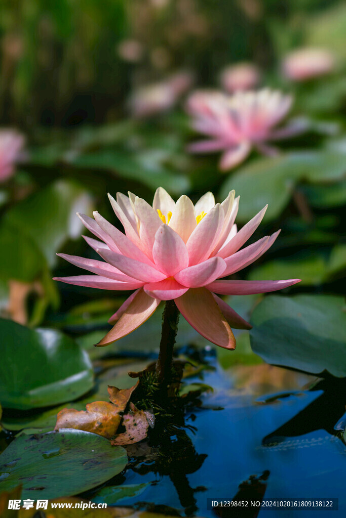 荷花